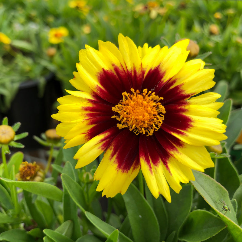 coreopsis yellow and red