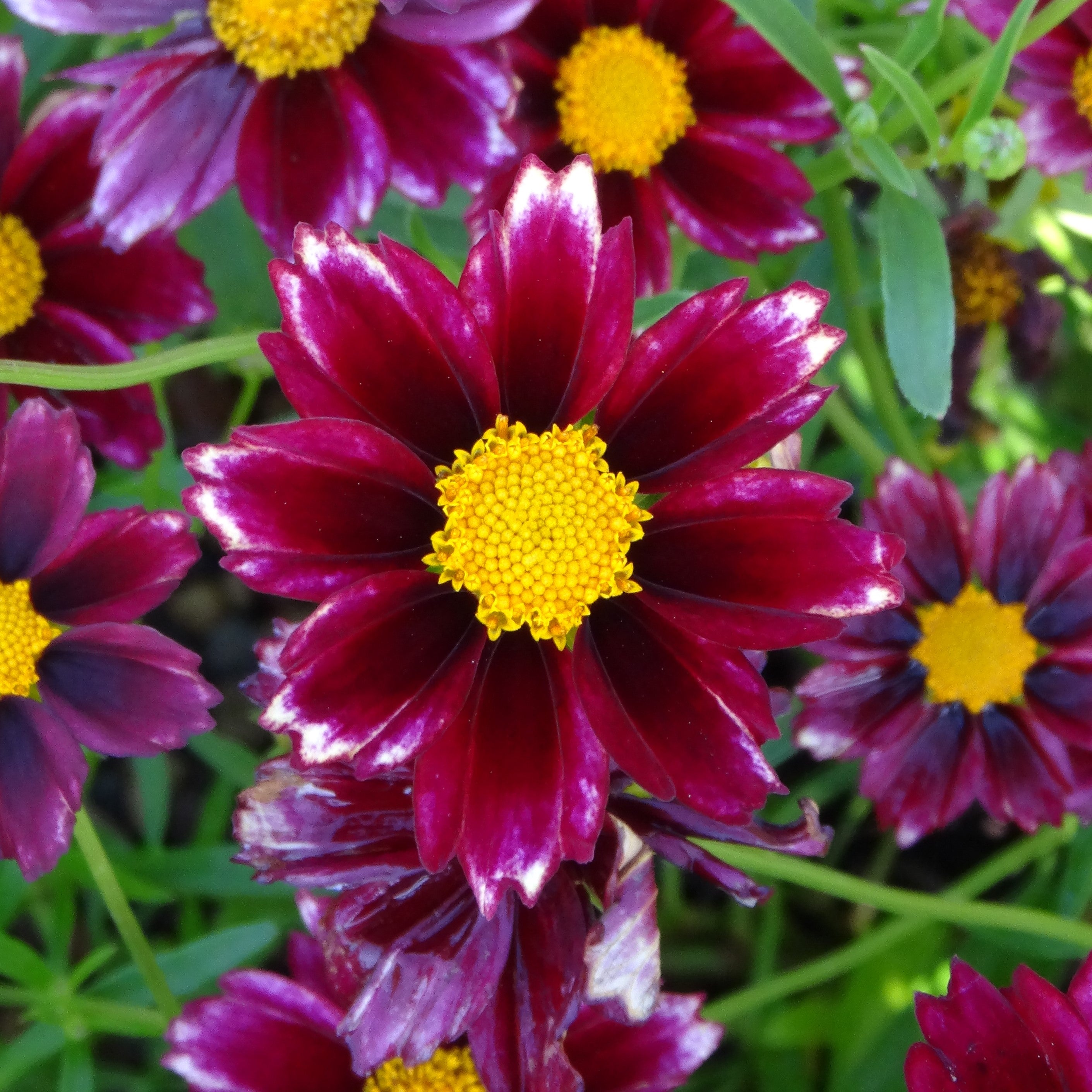 Coreopsis Rising Sun Mercury Rising Coreopsis