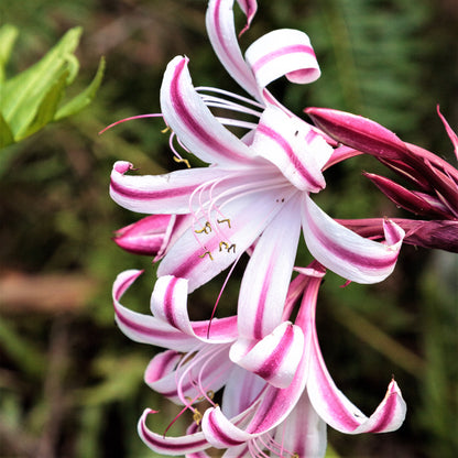 Crinum - Cintho