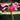 Crinum Ellen Bosanquet Flower Bright Pink