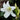 Single white crinum powelii flower