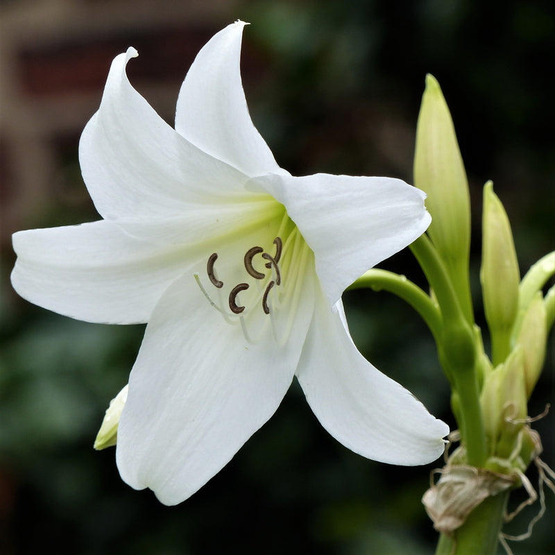 Single white crinum powelii flower