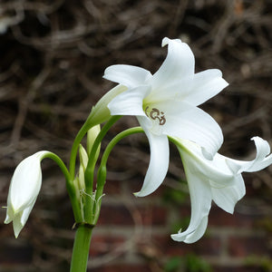 Close up whit blooming crinum powelii