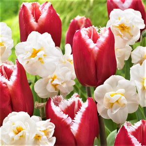 A Bold Combo of Red Tulips and White Daffodils