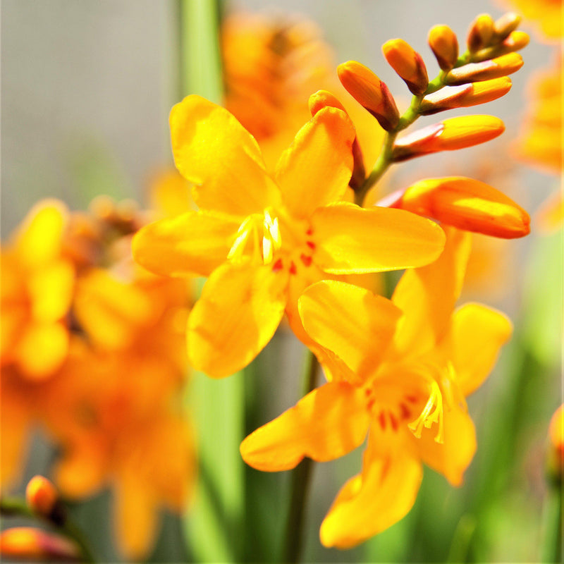 Crocosmia Columbus' golden blooms are tinged with apricot and beautifully accented with mahogany, opening from rosy pink buds