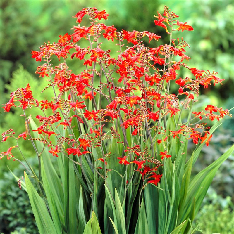 These bold Crocosmia flower stalks branch freely for more blooms & more color