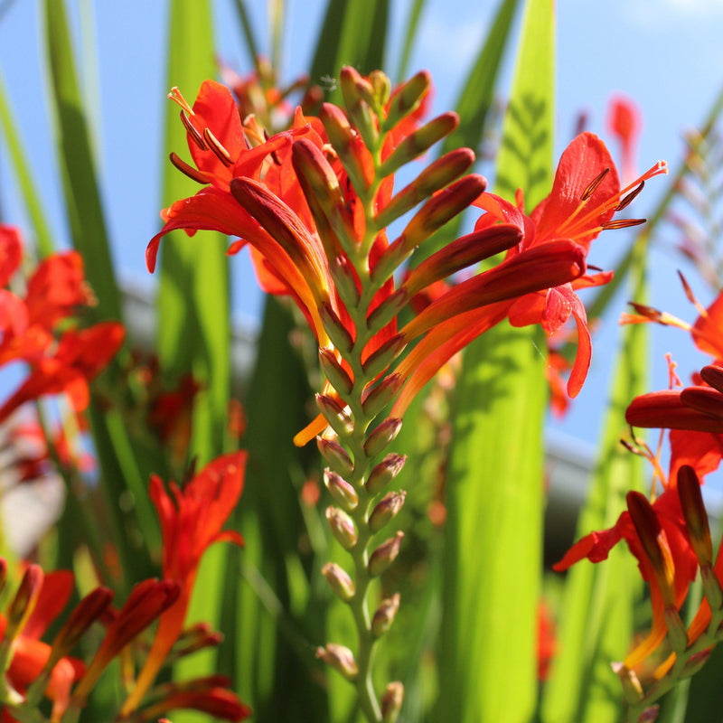 A stem about to be overwhelmed with Crocosmia Lucifer blooms