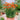 Crocosmia Masoniorum's color shading is a delicate blend of orange-red and tangerine
