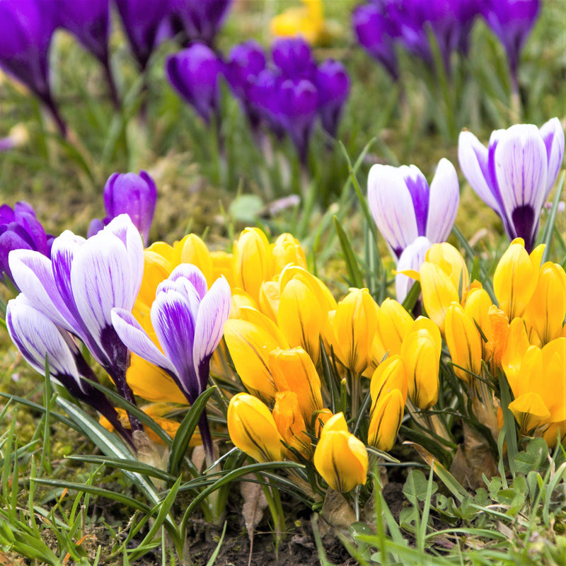 Field of colorful crocus large flowering mix