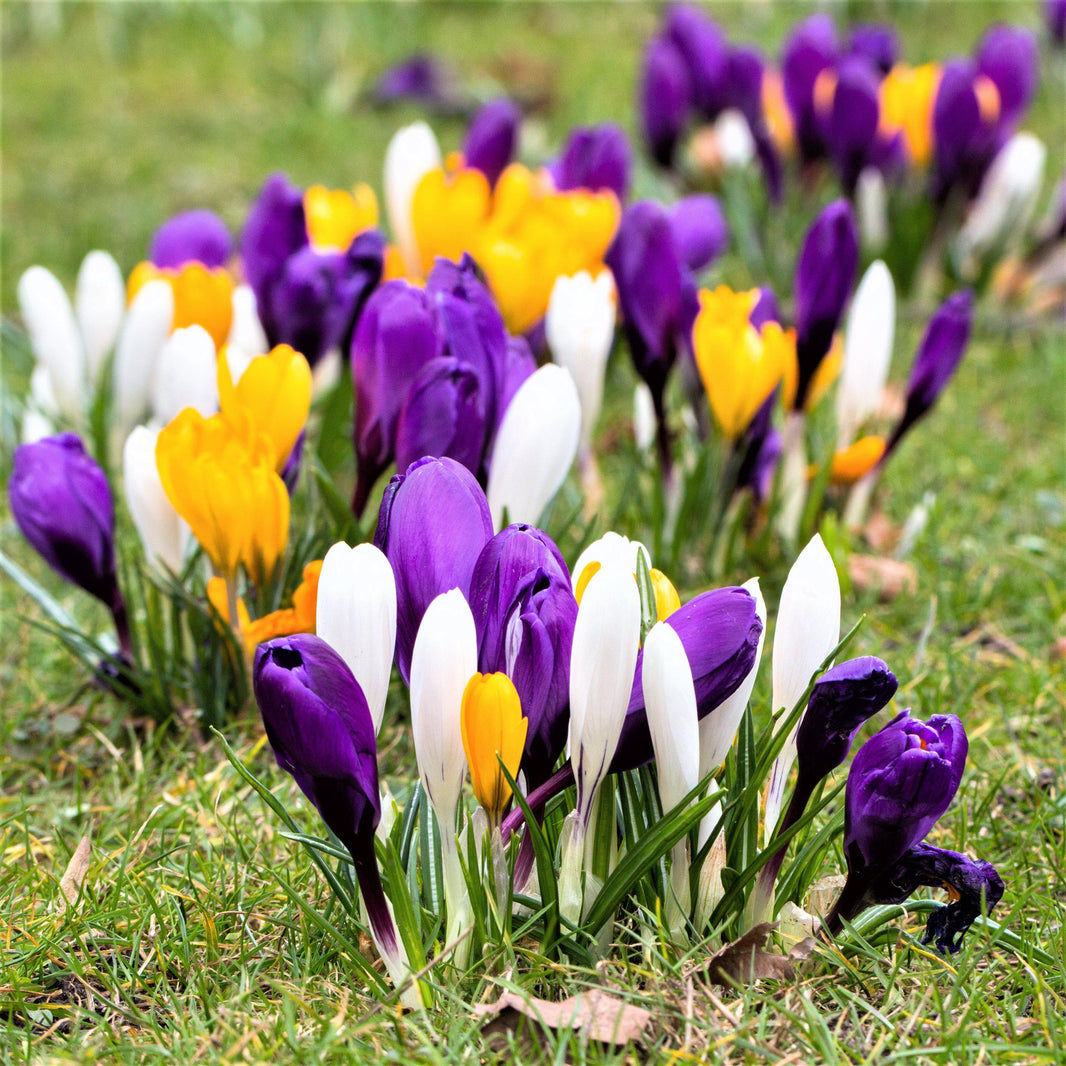 Crocus Planting & Growing Guide - Easy to Grow – Easy To Grow Bulbs