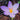 Single Purple Crocus Sativus Flower