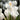 White Crocus Flowers