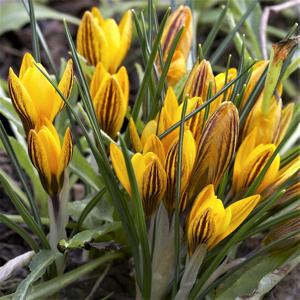 Learn How to Grow Saffron Crocus from Easy to Grow! – Easy To Grow Bulbs