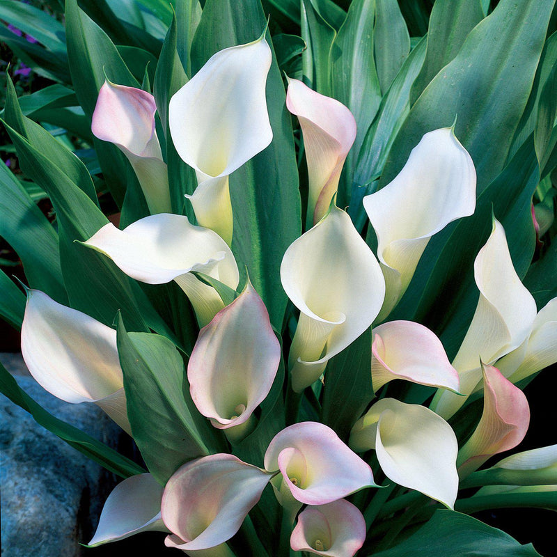 Crystal Blush Calla Lilies for Sale
