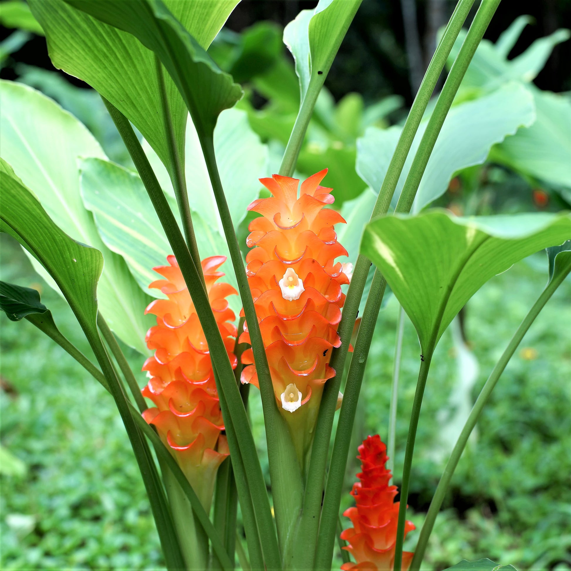 curcuma plant indoor Curcuma Roscoeana