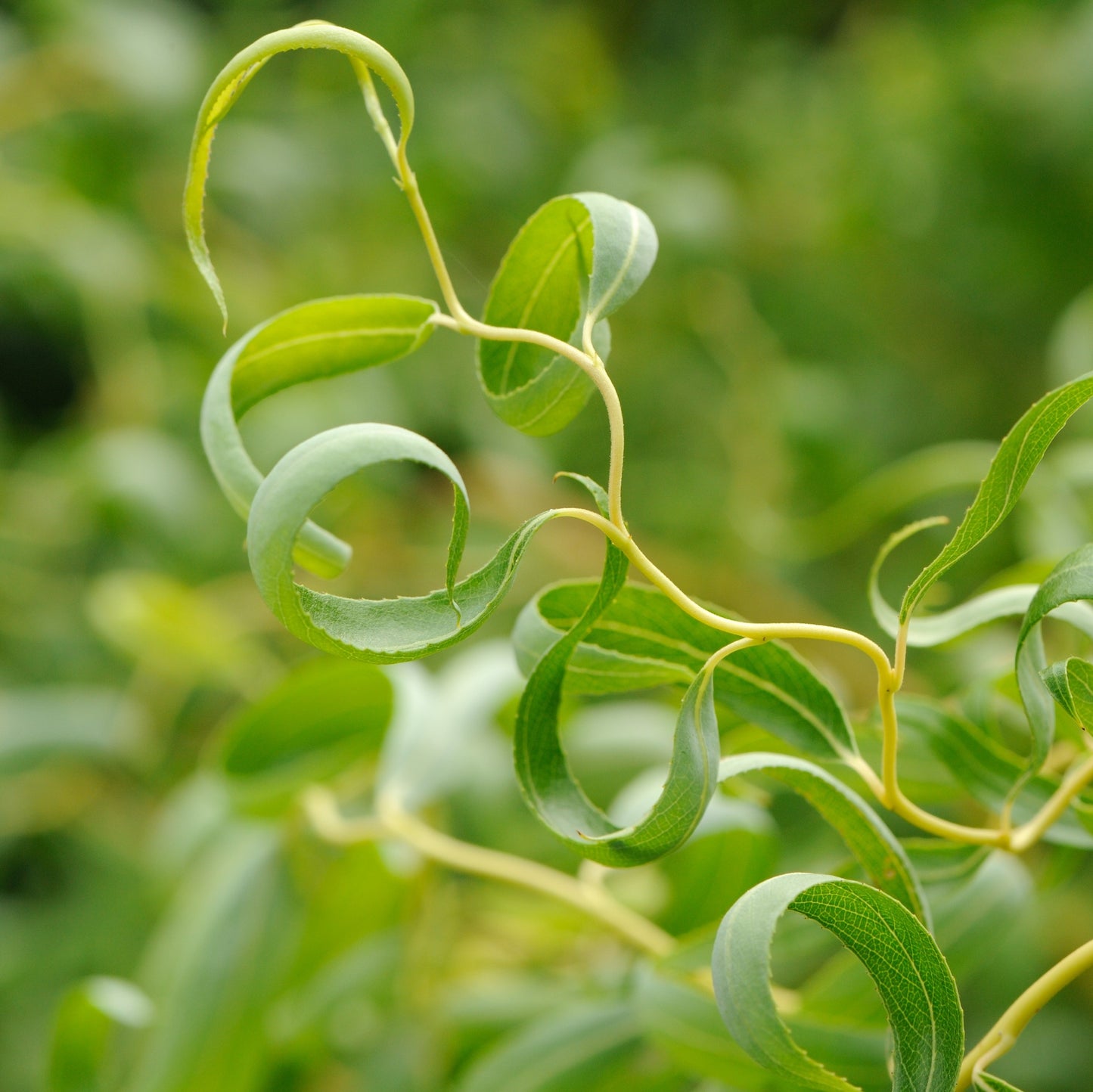curly willow indoor plant Curly Willow