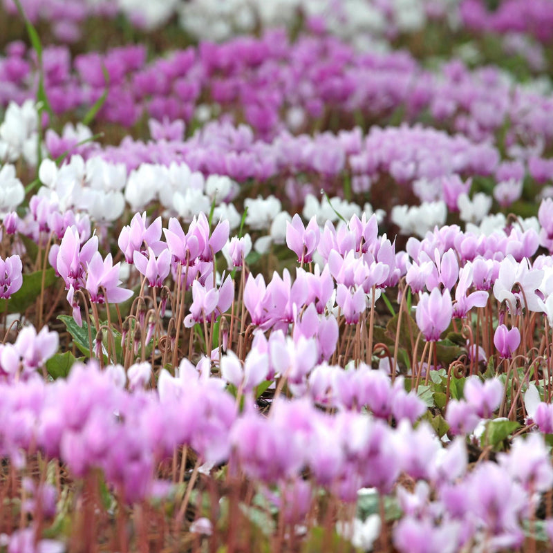 pink and purple Cyclamen blooms in masses