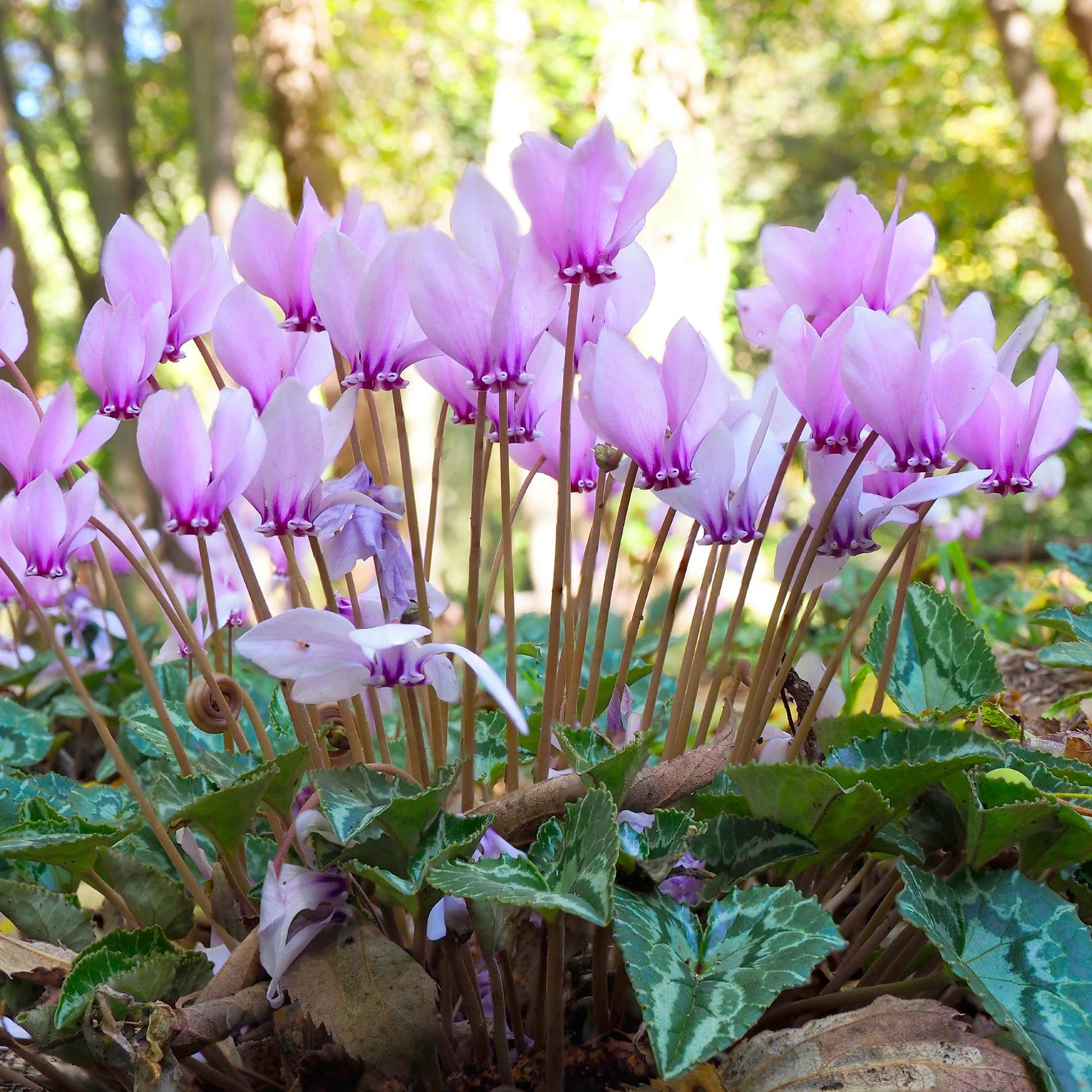 indoor cyclamen plants for sale Cyclamen