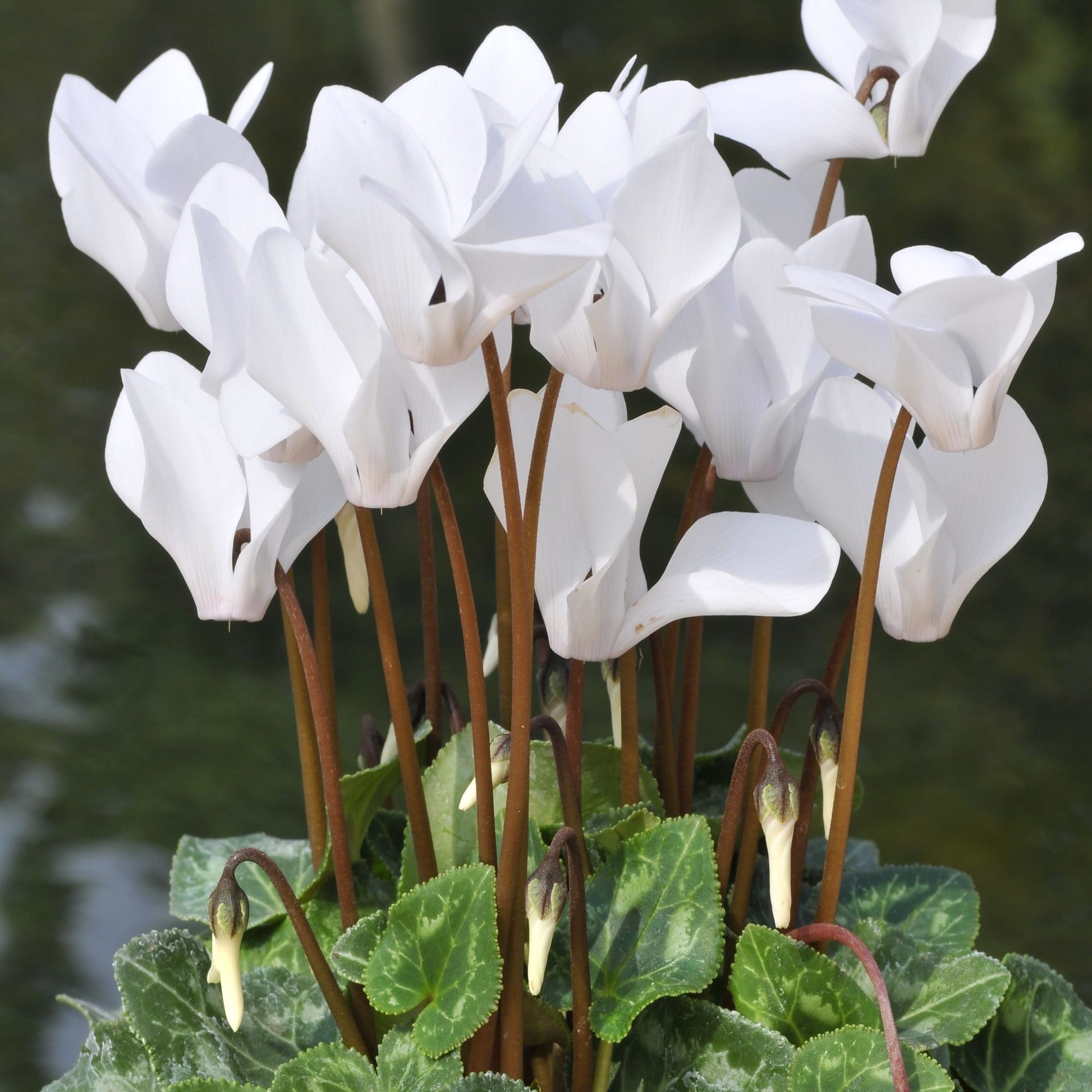 indoor cyclamen plants for sale Cyclamen