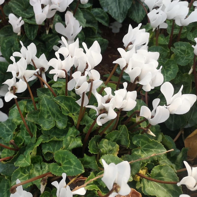 mass of Cyclamen album white flowers