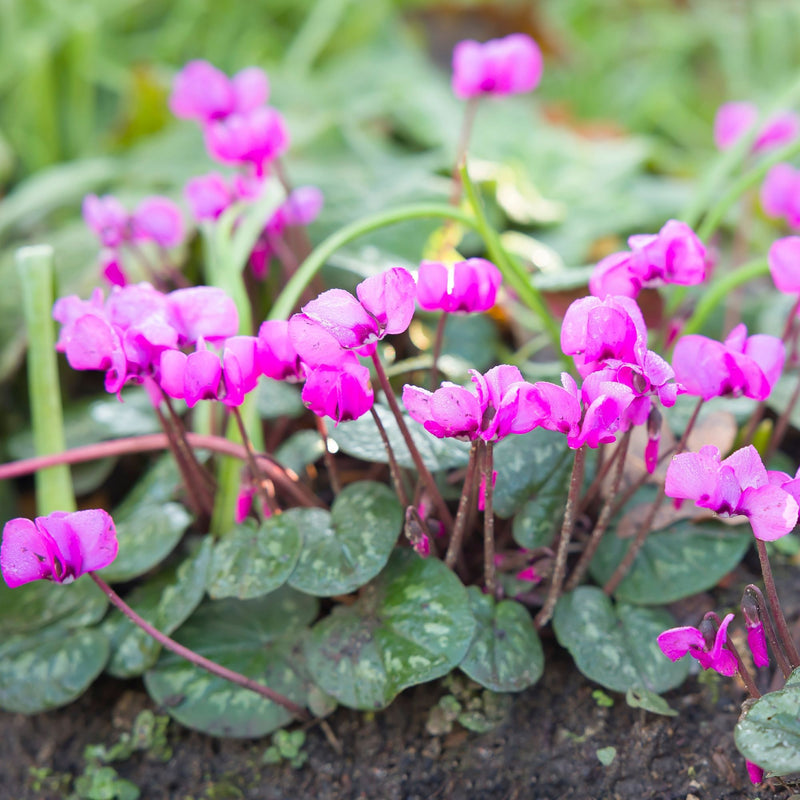 Pink flower of Cyclamen coum with mottled silver-green foliage