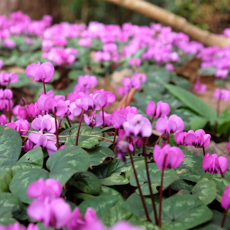 Pink flower of Cyclamen coum with mottled silver-green foliage