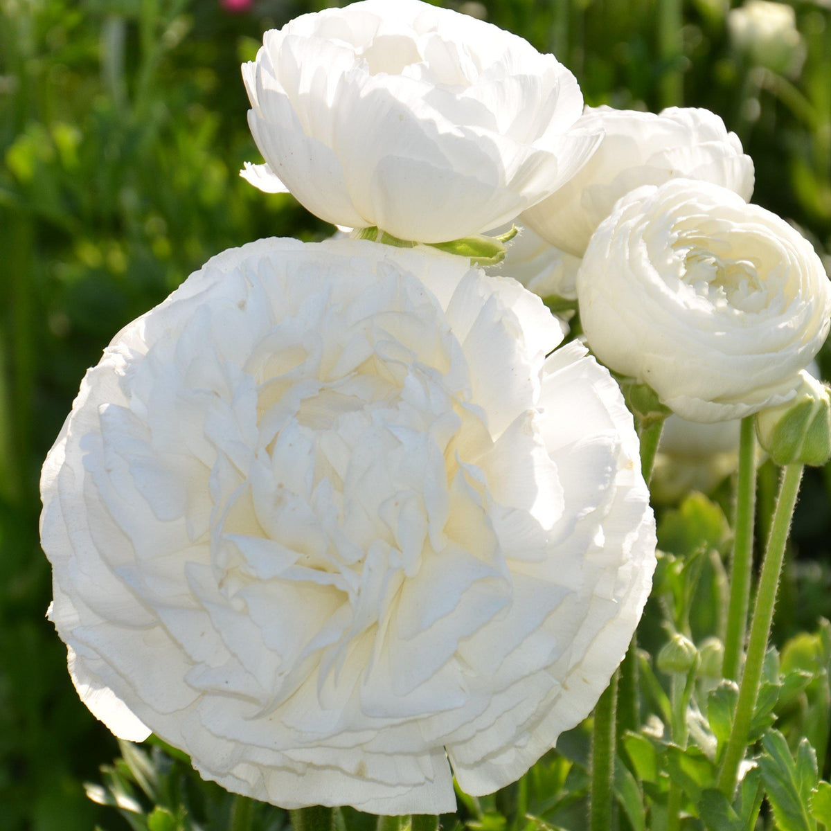 Tecolote Ranunculus White Bulbs For Sale | White Ranunculus – Easy To ...