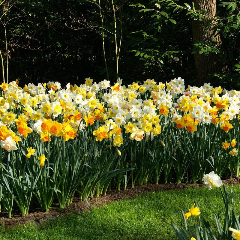 A Sea of Trumpet Daffodils