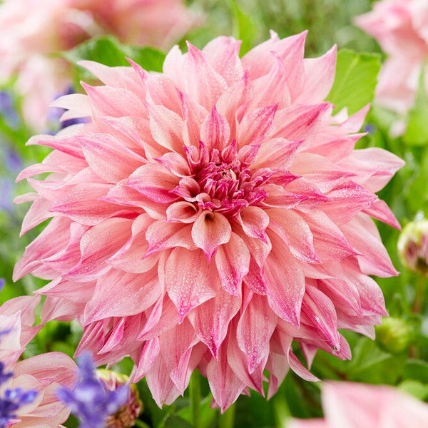 Dahlia Bulbs For Sale Easy To Grow Bulbs
