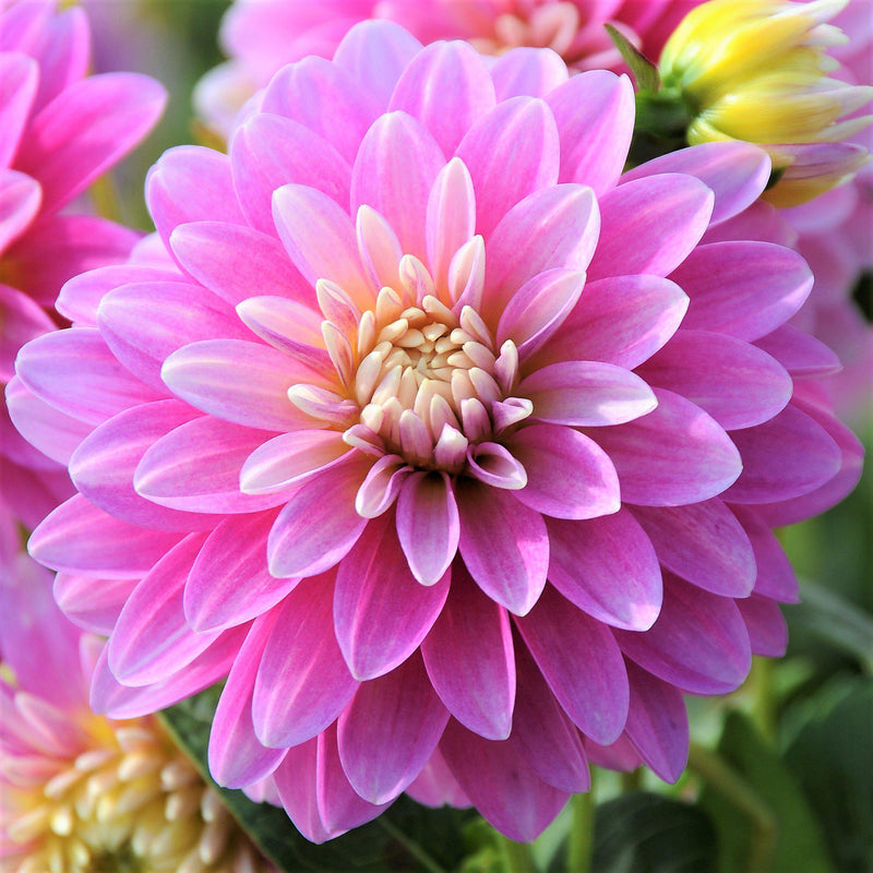 Gallery Rembrandt Soft Pink & Lilac Dahlia
