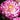 Bloom of Dahlia Little Robert