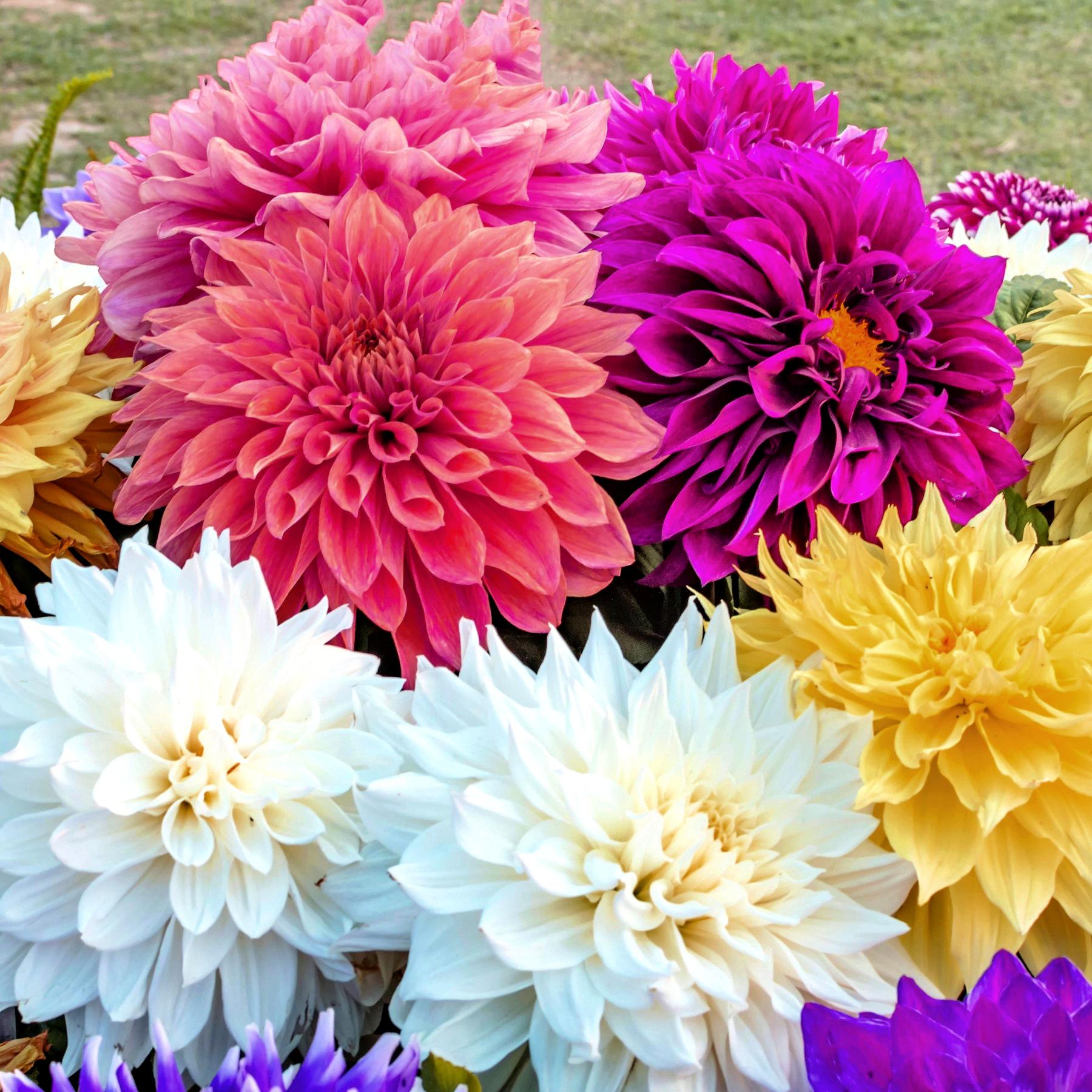 dinnerplate dahlia seeds Dahlia