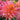 Omega Dahlias Blooming