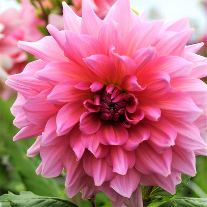 Beautiful Warm Pink Dahlia Bulbs For Sale Online | Otto’s Thrill – Easy ...