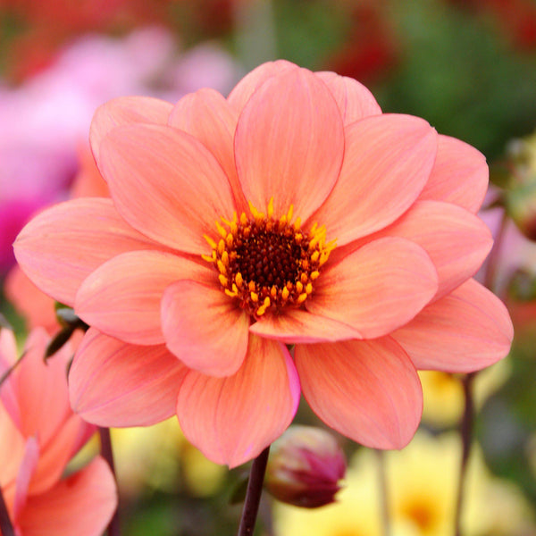 Dahlia Poeme | Classic Dahlia Poeme Tubers | Dark Leafed Dahlia