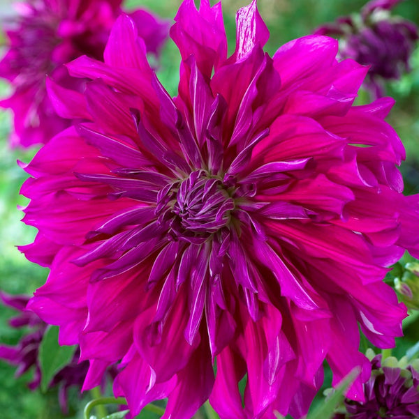 Fuchsia Dinner Plate Dahlia Tubers for Sale Purple Taiheijo Easy To
