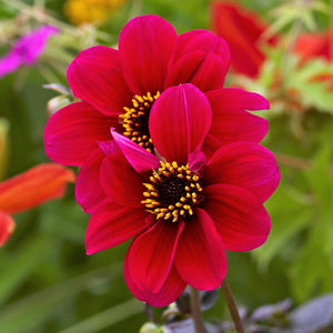 dahlia roxy red blooms