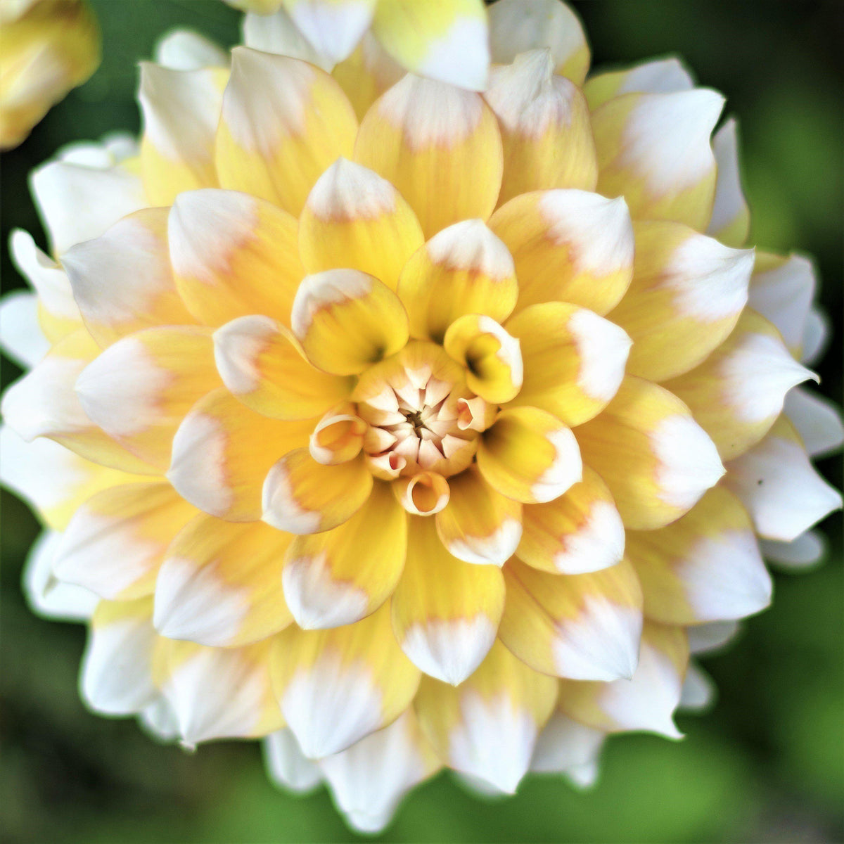 Yellow & White Dinner Plate Dahlia Tubers for Sale | Seattle – Easy To ...