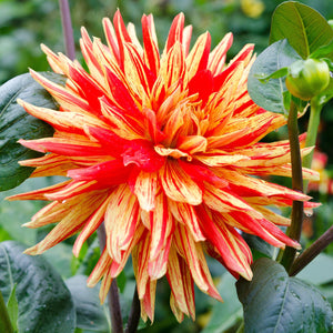 red and yellow dahlia bloom