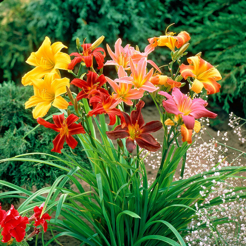 Mixed color blooms in Daylily Collection