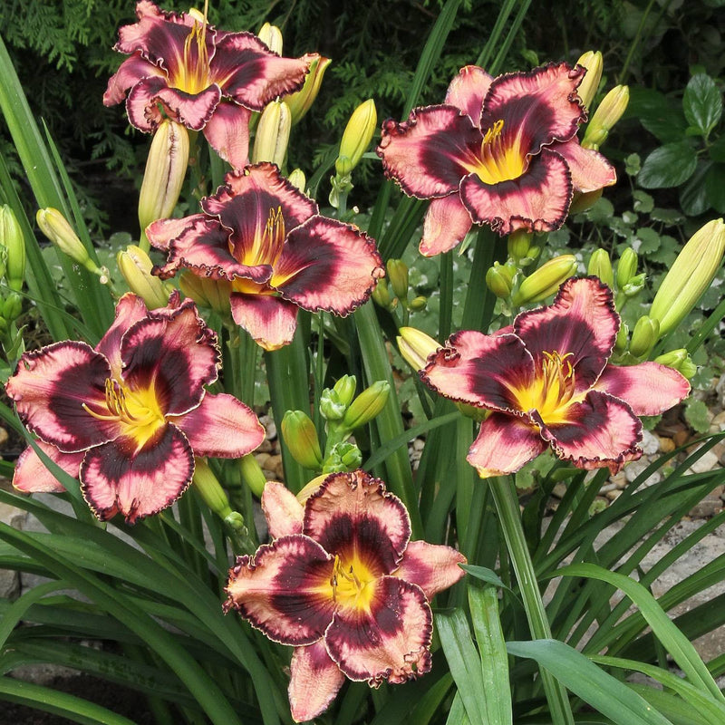 Daylily Simmons Overture - rosy pink and purple rebloomer