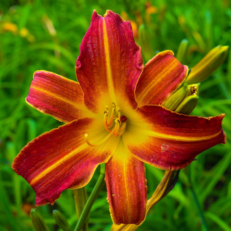 Bold Red Petals Contrast with Sunny Yellow Stripes on the Face of the Autumn Red Daylily
