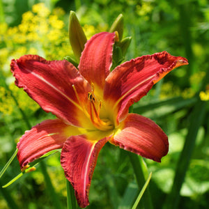Rich Velvety Red Blooms of the "Autumn Red" Daylily