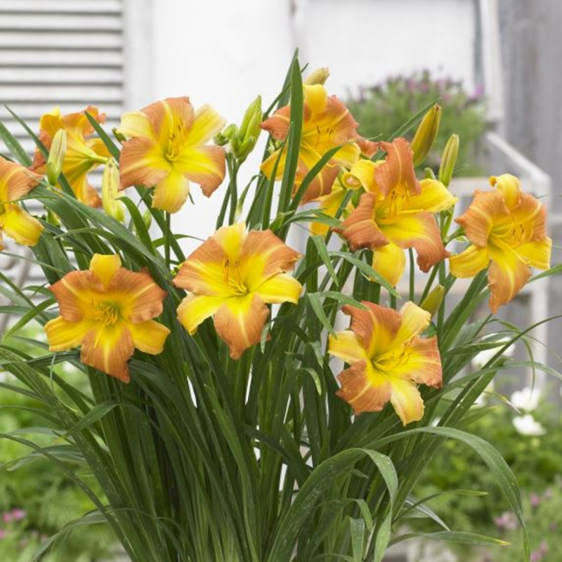 blooming punch yellow daylily