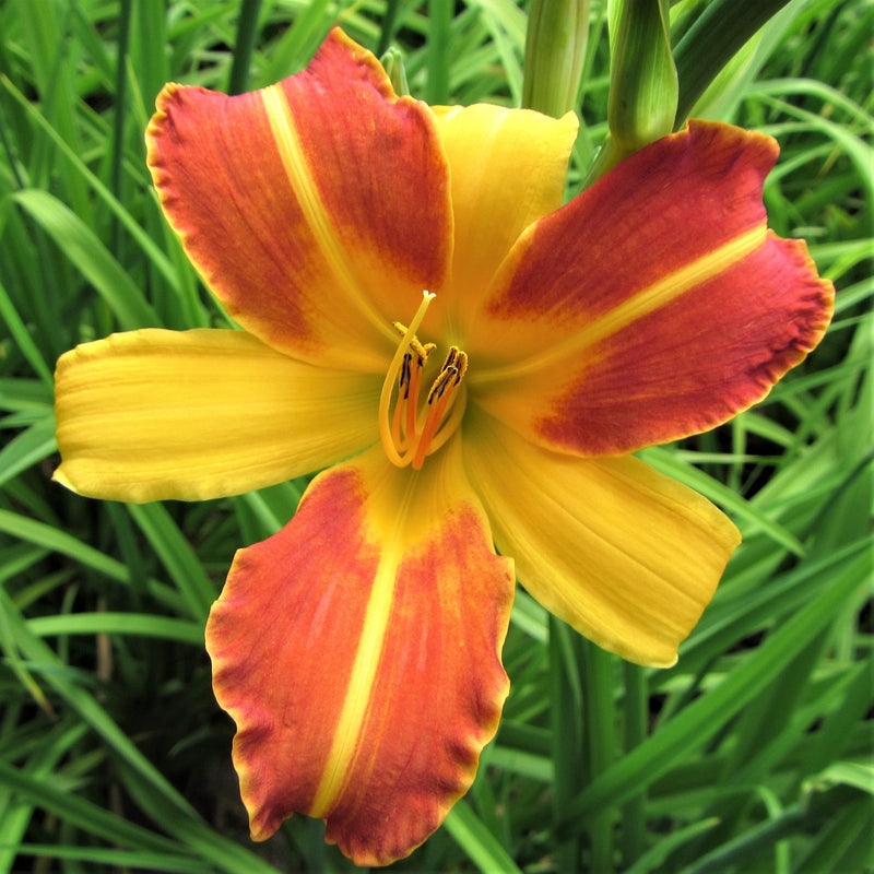 Daylily Frans Hals - red and yellow bi-color blooms