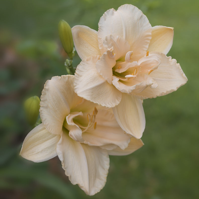 Peachy Yellow Double Daylily Blooms