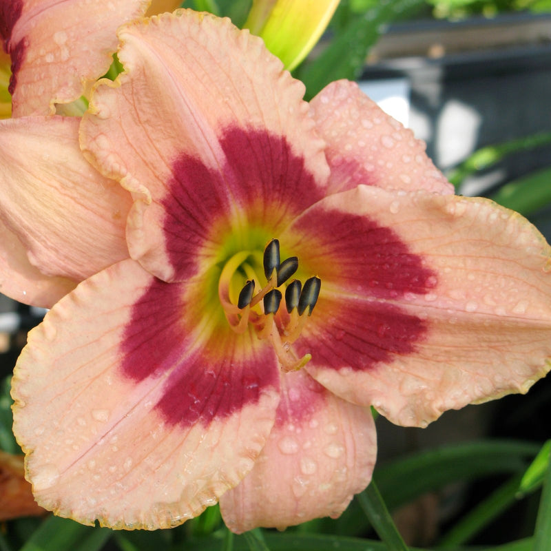 Daylily Wineberry Candy - peach-pink petals with raspberry eye