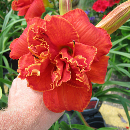 Daylily - Moses Fire