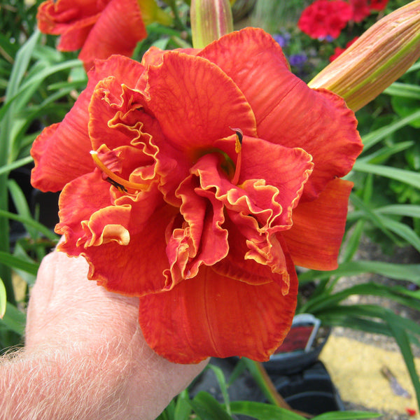 Daylily_Hemerocallis_Moses_Fir