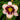 bicolor daylily flower